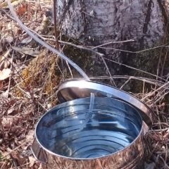 化粧品にも配合されている白樺について