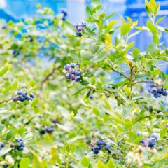 小さなスーパーフード！！