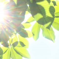 毎日暑いですね。。。