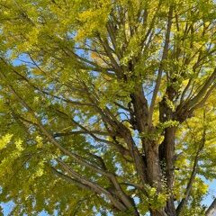 イチョウの葉が色づきましたね