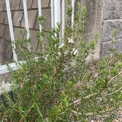 ローズマリー
